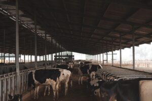 Holstein dairy cows feeding in a modern barn, representing Farm Fresh Berhad's integrated dairy farming model