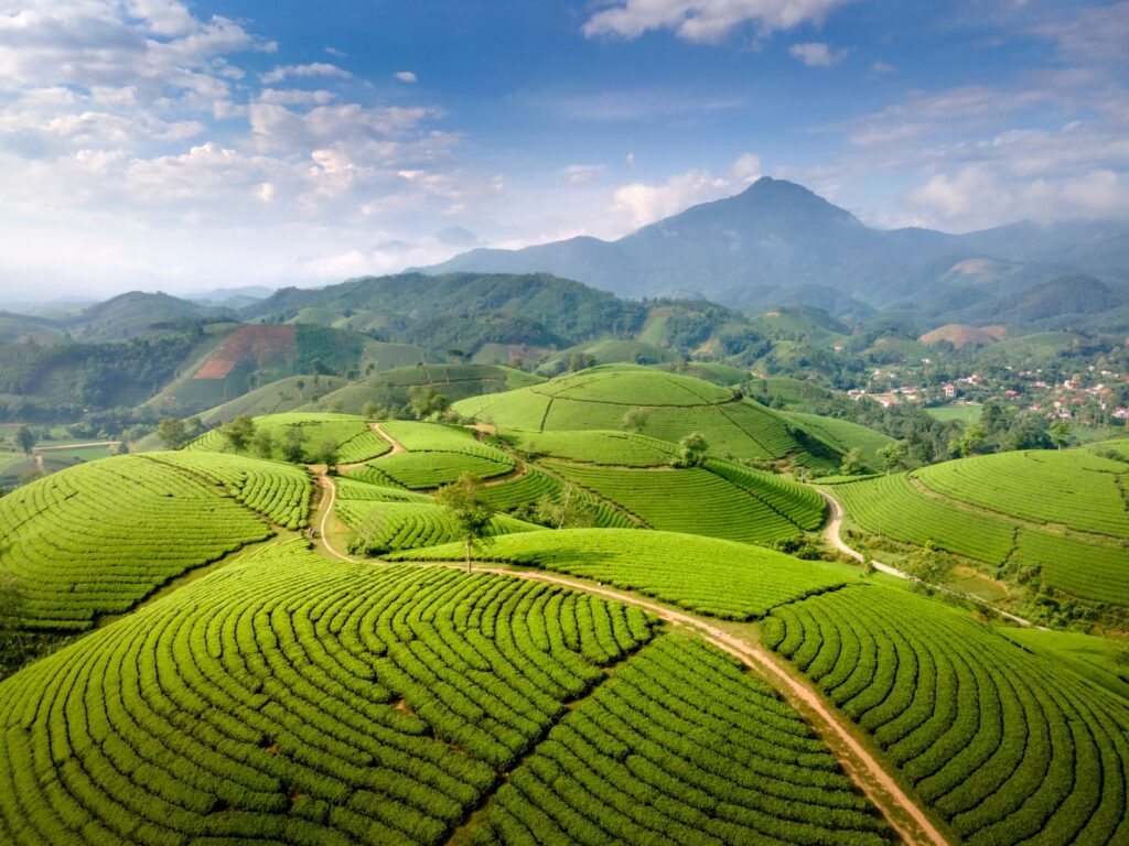 Aerial view of a green tea plantation, representing the SariWangi tea brand acquired by Djarum Group from Unilever Indonesia