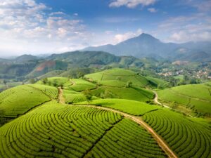 Aerial view of a green tea plantation, representing the SariWangi tea brand acquired by Djarum Group from Unilever Indonesia