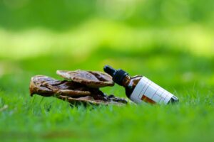 Dried Ganoderma (reishi or Lingzhi) mushrooms beside an amber dropper bottle of mushroom extract on green grass